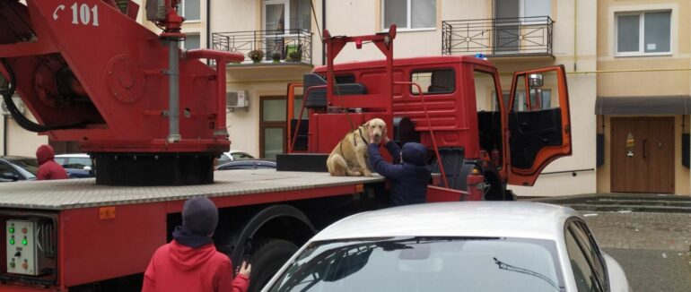 Застряг на даху п’ятиповерхівки: в Ужгороді рятувальники врятували пса