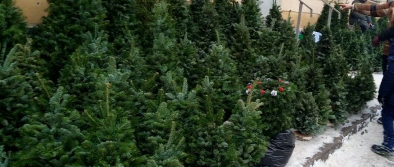 Де легально продаватимуть ялинки у Мукачеві (СПИСОК)