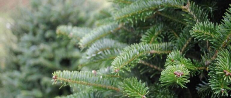 Де в Ужгороді можна купити новорічну ялинку (СПИСОК)