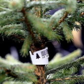 Екологічний Новий Рік: інспекція перевіряє точки продажу ялинок