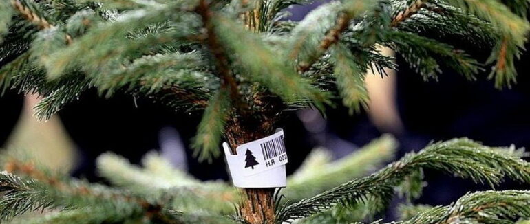 Екологічний Новий Рік: інспекція перевіряє точки продажу ялинок