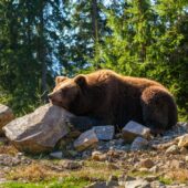 Як ведмеді готуються до сплячки: відео з Нацпарку “Синевир”