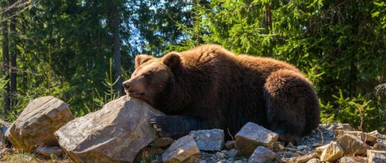 Як ведмеді готуються до сплячки: відео з Нацпарку “Синевир”
