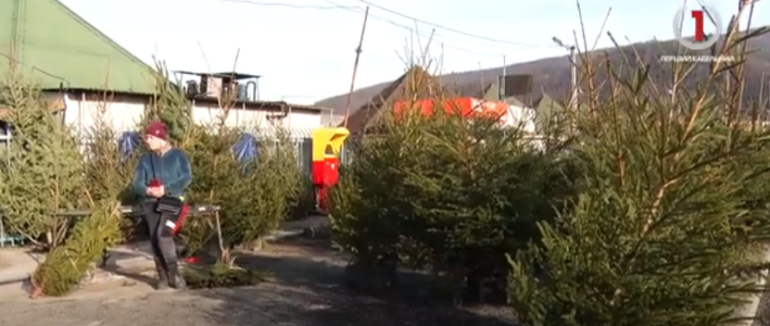 Без святкової ялинки: як виноградівці святкуватимуть Новий Рік (ВІДЕО)