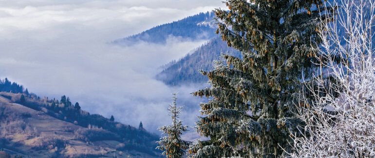Сніжний тиждень: якою буде погода на Закарпатті