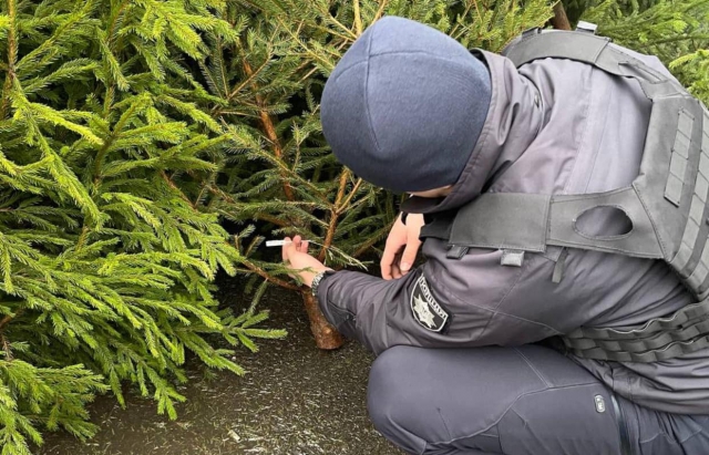 На Закарпатті патрульні перевіряють ялинки на легальність