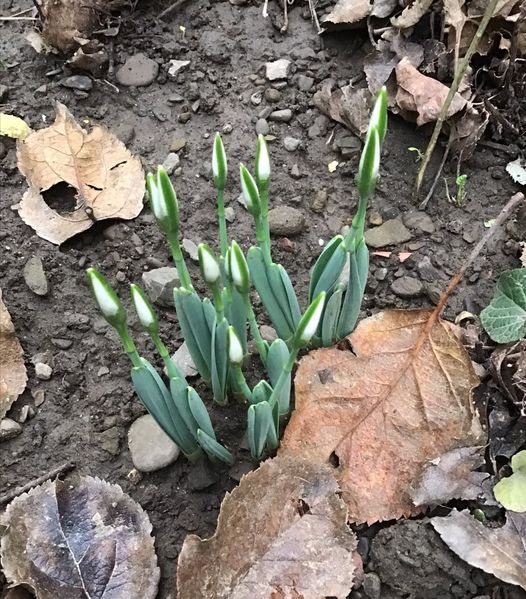 На Закарпатті 1 січня зацвіли перші підсніжники