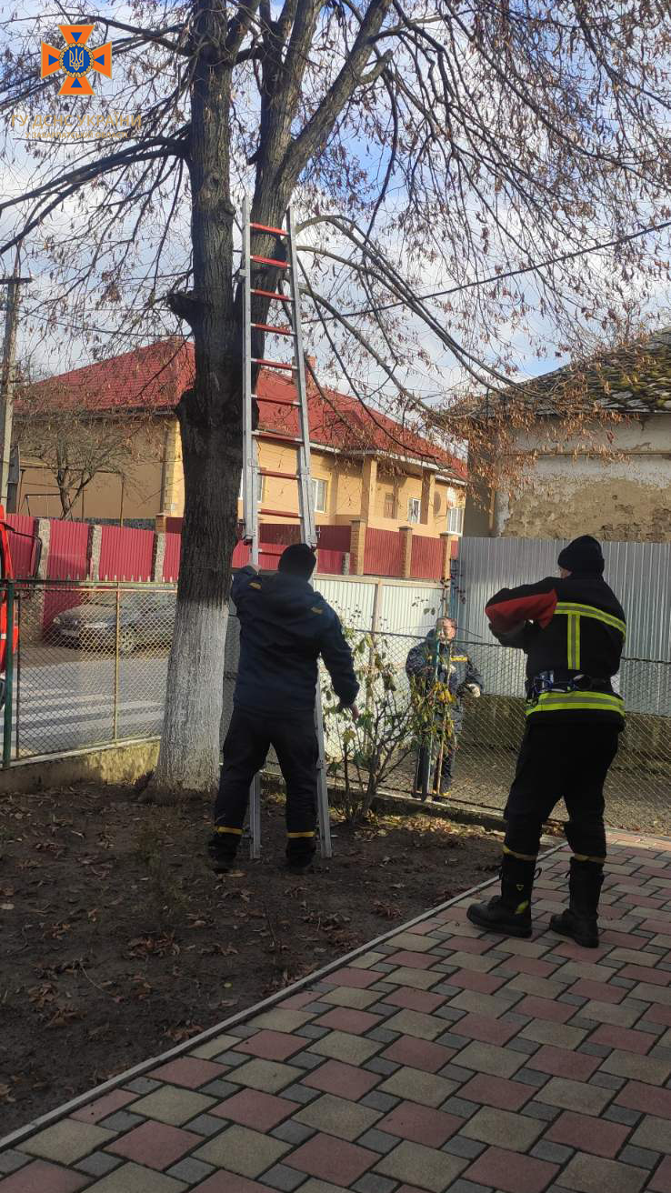 В Ужгороді рятувальники врятували кота