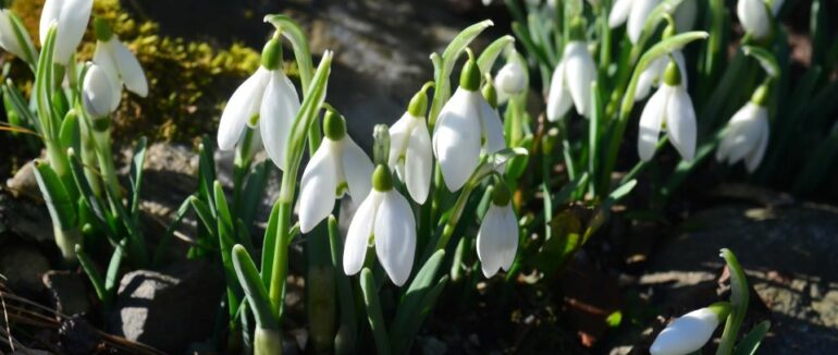 Посеред зими через по-весняному теплу погоду все цвіте на Закарпатті