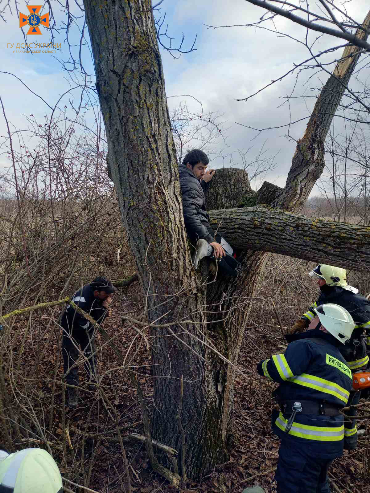 На Ужгородщині чоловіка придавило під час обрізання дерева