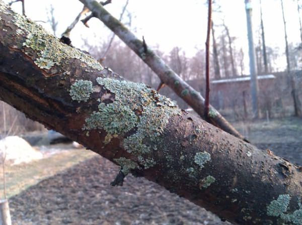 На Хустщині під час обрізки дерев загинув чоловік