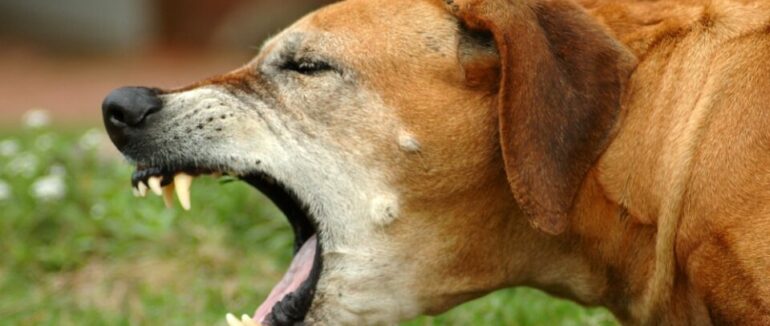 На Закарпатті у селі у собаки виявили сказ