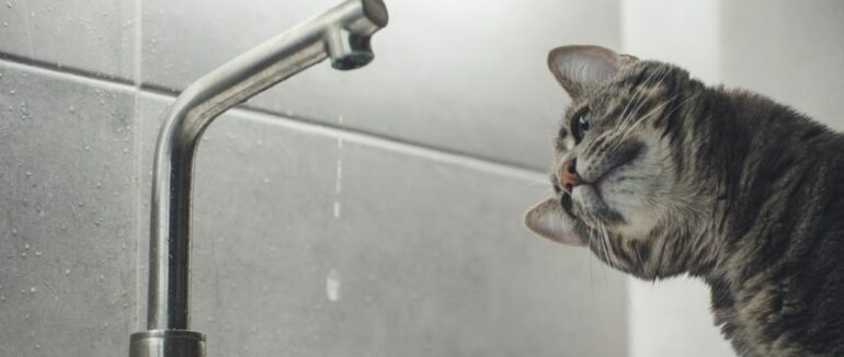 Частина міста Ужгорода залишилася без води