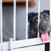 Стерилізація безпритульних тварин: робота Мукачівського центру контролю