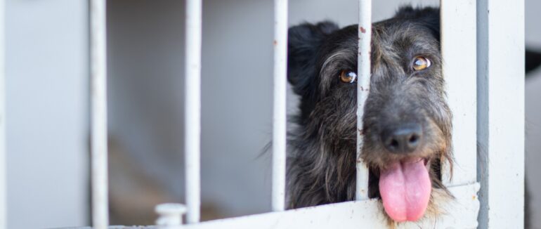 Стерилізація безпритульних тварин: робота Мукачівського центру контролю