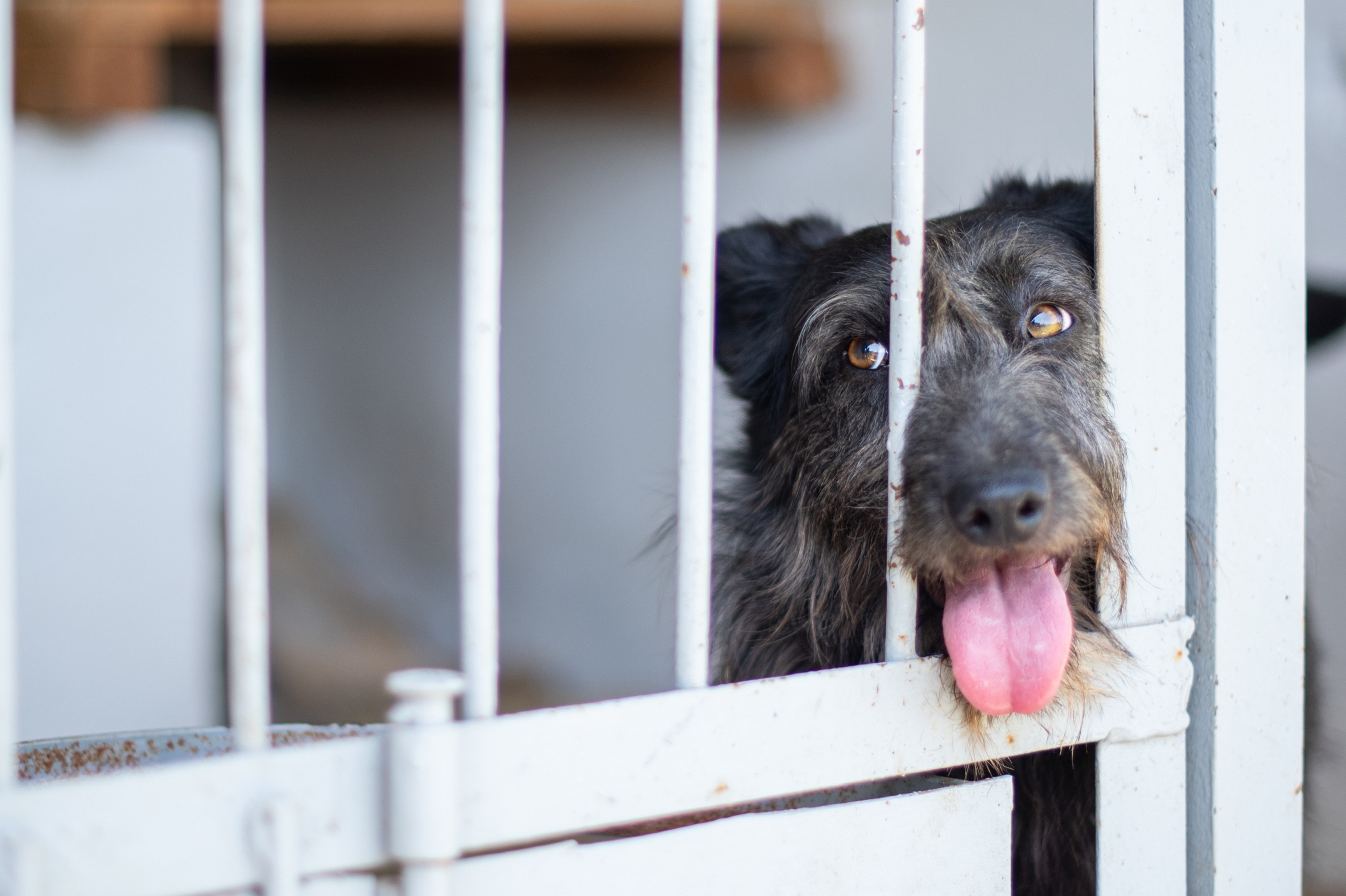 Стерилізація безпритульних тварин: робота Мукачівського центру контролю