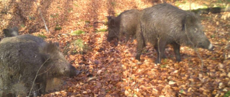 У Карпатському біосферному заповіднику фото пастка зафіксувала життя лисиць, оленів та кабанчиків