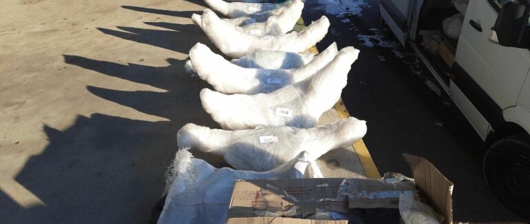 На Закарпатті на кордоні у мікроавтобусі виявили понад 200 решток бізонів