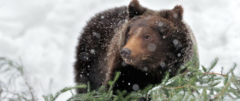Менше половини ведмедів в нацпарку Синевир на Закарпатті впали у сплячку
