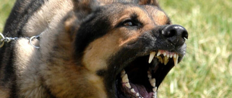 На Свалявщині планується вакцинація від сказу