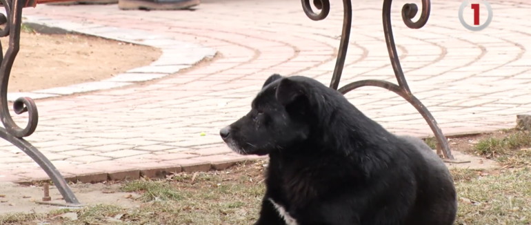 Обережно – сказ: скажена лисиця покусала людину на Свалявщині (ВІДЕО)