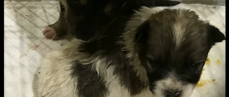 Прикрий інцидент: у Мукачеві чоловік викинув цуценят у смітник на території школи