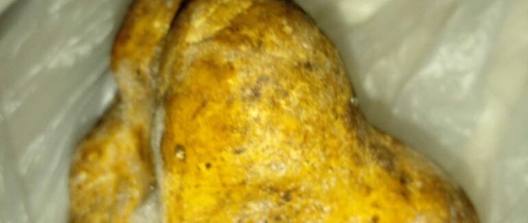 У Нацпарку “Синевир” дикі свині вирили із землі рідкісний гриб білий трюфель