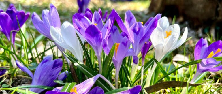 На Закарпатті розквітає шафран