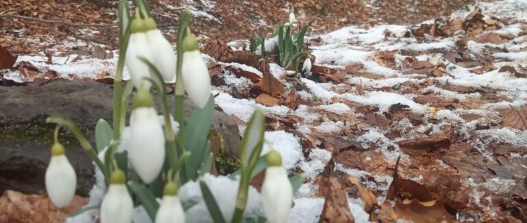 Первоцвіти посеред снігу: у лісах Іршавщини з’явилися перші проліски