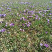 Нові сусіди нарцисів: на Хустщині відома долина вкрилася первоцвітами (ФОТО)