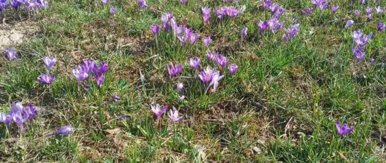 Нові сусіди нарцисів: на Хустщині відома долина вкрилася первоцвітами (ФОТО)