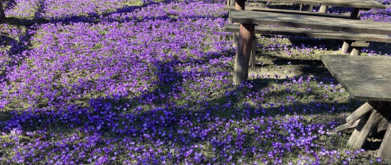 Неймовірна краса: у Колочаві масово зацвів шафран