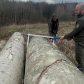 Зрубали дерев на мільйони гривень: ДБР повідомило про підозру двом працівникам лісництв на Закарпатті