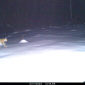 В Ужанському нацпарку фотопастка зафіксувала рись (ФОТО)