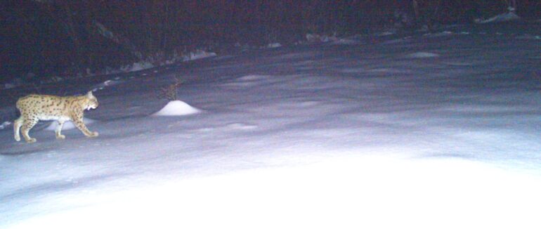 В Ужанському нацпарку фотопастка зафіксувала рись (ФОТО)