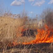 Чергові випадки підпалу: закарпатці продовжують спалювати траву