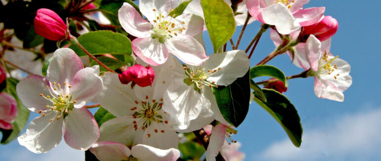 Упродовж 10 днів жителям одного закарпатського села безкоштовно роздають саджанці