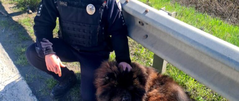 Патрульні на Ужгородщині врятували собаку