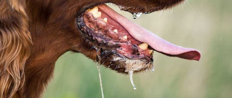 У Хустському районі виявили сказ собаки