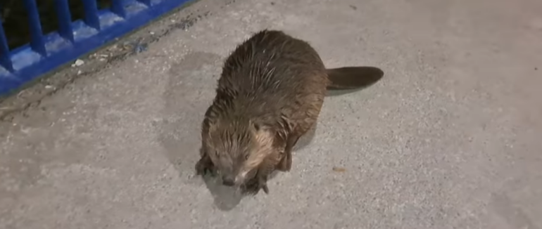 Гуляв між автомобілів: в Ужгороді на мосту помітили бобра (ВІДЕО)