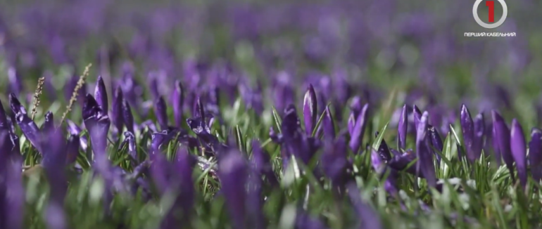 Шафрани серед снігу: унікальний квітучий килим у Колочаві на Хустщині (ВІДЕО)