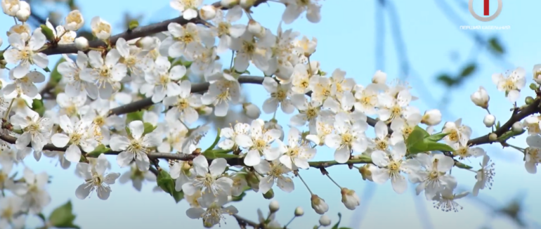 Весняне загострення: що робити алергікам, які страждають від алергії на цвітіння (ВІДЕО)