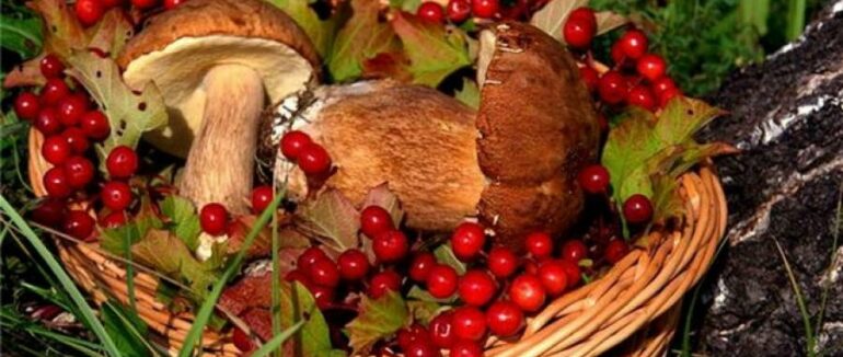 Обласні депутати затвердять ліміти на використання другорядних лісових матеріалів