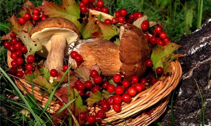 Обласні депутати затвердять ліміти на використання другорядних лісових матеріалів
