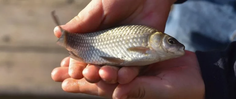 На Закарпатті вводять весняно-літню нерестову заборону вилову риби
