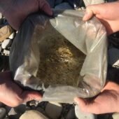 Випустили близько 855 мальків: річку на Тячівщині зариблили струмковою фореллю