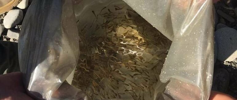 Випустили близько 855 мальків: річку на Тячівщині зариблили струмковою фореллю