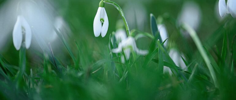 Закарпаття продовжує дивувати цвітінням у мальовничих локаціях краю (ФОТО)