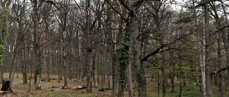 В мікрорайоні «Шахта» продовжується робота з відновлення саду