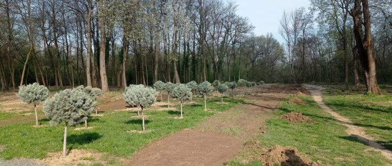 30 саджанців Шевченківського дуба висадили в Ужгороді (ФОТО)